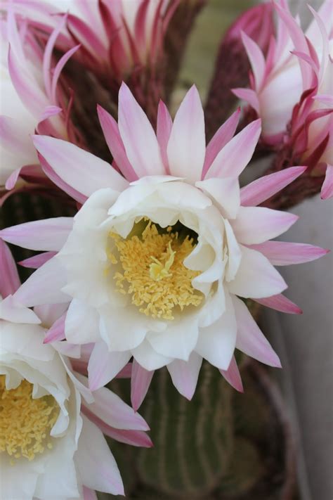 Echinopsis cactus flowers bloom overnight and the flowers last for only a day. just me and my hobbies