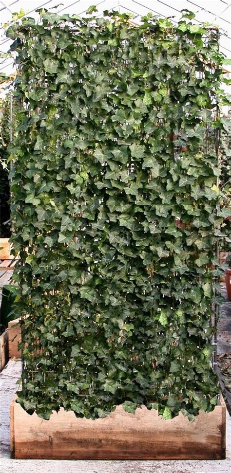 Ivy On Trellis 4 X 8 Used For Instant Screening In Landscaping Can