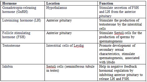 Solved Which Hormones Control The Male Reproductive System And What