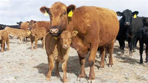 cattle in arizona