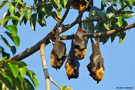 Spectacled Flying Fox Joe Fuhrman Photography