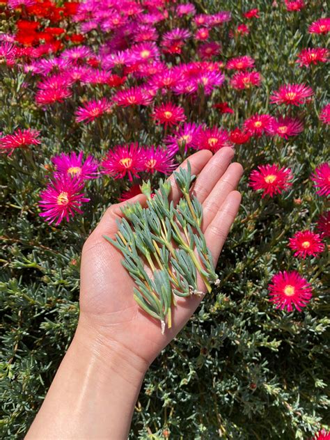 Can You Grow Ice Plants In Containers Delosperma Growing Guide