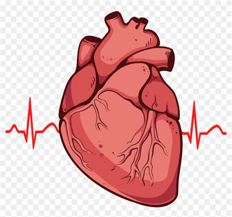 Human Heart Cartoon Images Real Heart Human Heart Clipart Clipground
