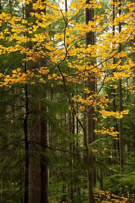 Fall Colors In Evergreen Forest By Stocksy Contributor Ryan Matthew