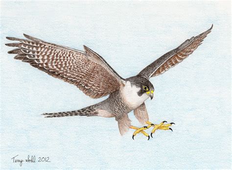 Peregrine Falcon Drawing At Getdrawings Free Download