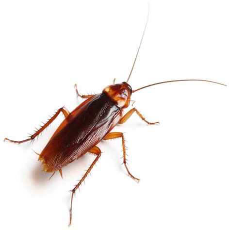 Cockroaches Identification Infestations And Pest Control Of Roaches