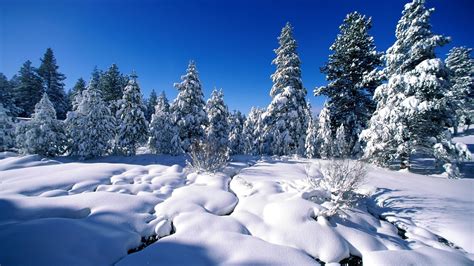 1920x1080 Trees Snow Winter Spruce Coolwallpapersme