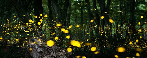 A Galaxy Of Fireflies Or Not Researchers Study Lightings Effects On