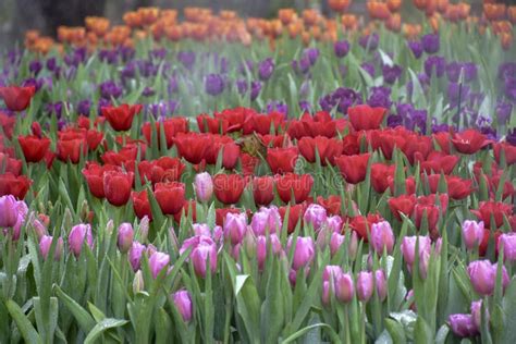 Multicolored Tulips In The Flower Garden Stock Photo Image Of Field