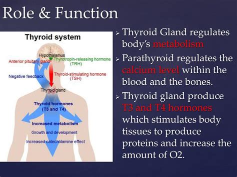 Ppt Parathyroid And Thyroid Glands Powerpoint Presentation Free