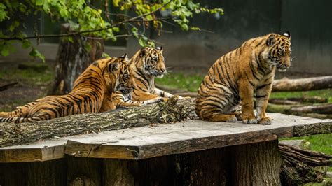 Tigers Are Sitting On Brown Wooden Bench During Daytime 4k Hd Animals