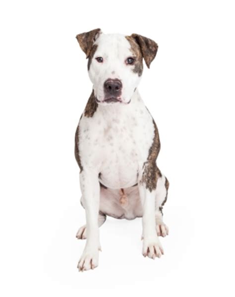 information  american pit bull terrier dog breeds