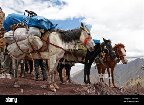 Pack Horses With Loads At The Top Of The Stok La Pass In Ladakh India