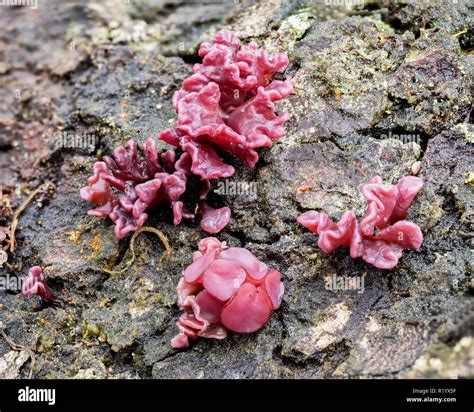 Purple Jellydisc Fungus Ascocoryne Sarcoides Growing On Fallen Oak