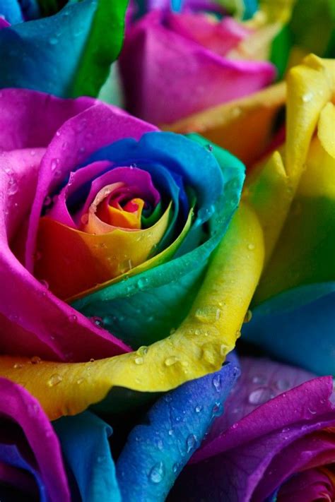 Rainbow Roses Rainbow Roses Rainbow Flowers Colorful Roses