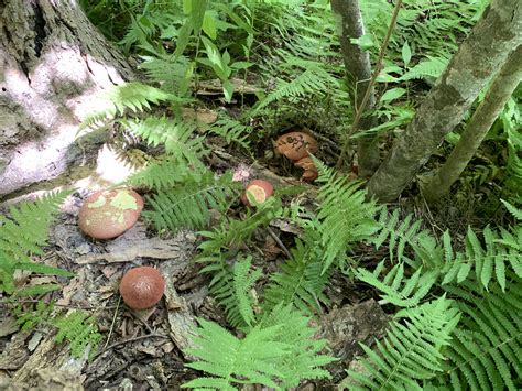 Baorangia Bicolor Bicolor Bolete Mushrooms Of Ct