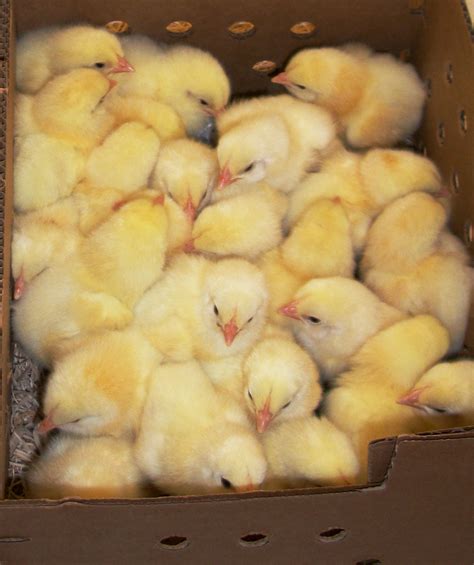 When Ordering Chicks How Many Are Enough Cackle Hatchery