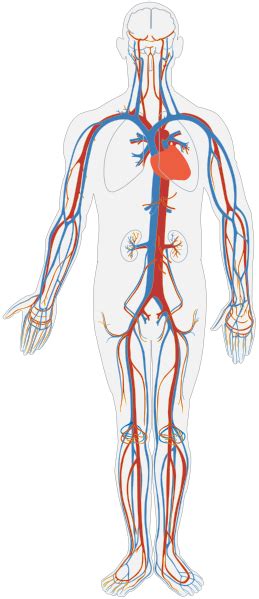 The vessels that carry blood away from the heart are called arteries. Biology Animal Circulation - Shmoop Biology