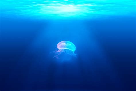 291743 Jellyfish Blue Water Cnidaria Electric Blue Htc U11