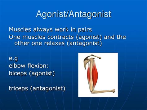 Antagonist In Anatomy