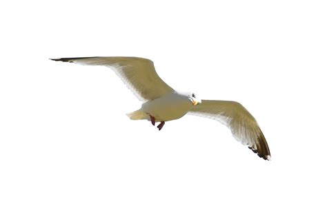 Gull Png Transparent Image Download Size 1920x1200px