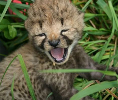 Five Cheetah Cubs Baby Cheetahs Cheetah Cubs Cute