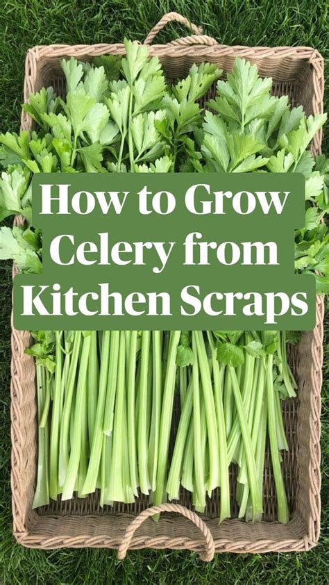 How To Grow Celery From Kitchen Scraps In 2021 Growing Celery