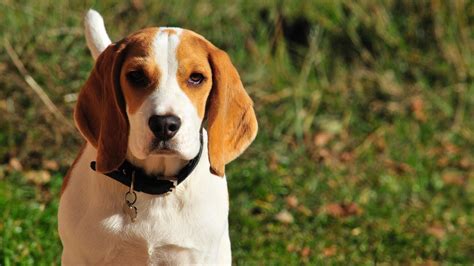 Top 15 Dogs With Floppy Ears Cute Floppy Eared Dogs