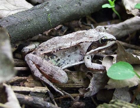 Alaskan Wood Frog Facts Habitat Diet Adaptations Pictures