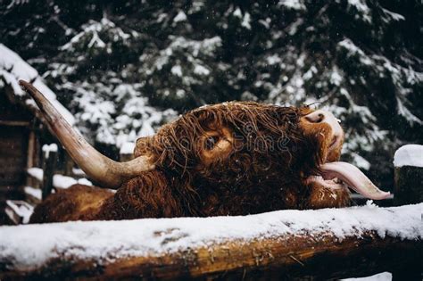 A Scottish Highland Cow In A Snowy Field Stock Photo Image Of Eyes