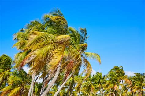 Premium Photo Key West Florida Smathers Beach Palm Trees Us