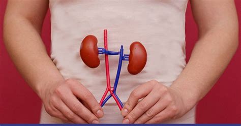Overview Of Kidney Atrophy Causes And Treatments