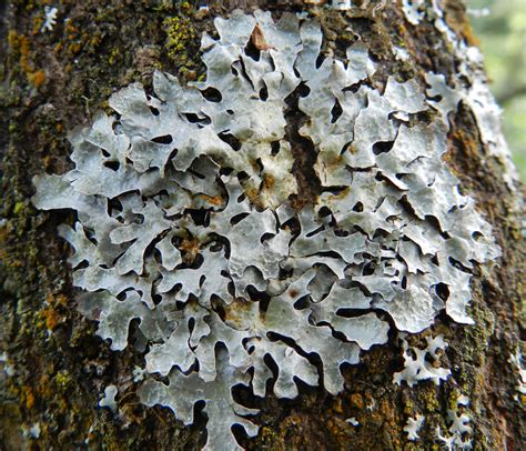 The Lichen Symbiosis Part 1 Whiteknights Biodiversity