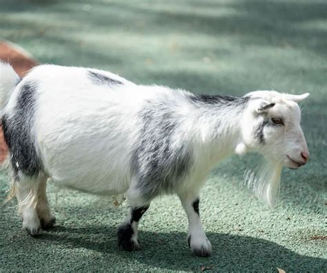 American Pygmy Goat Facts For Kids Konnecthq