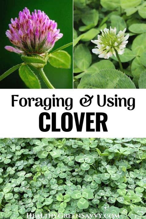 Clover Is A Lesser Known But Widely Available Edible Wild Plant With