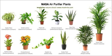 Can you say indoor plants for sale?! Air Purifying Plants For Bedroom | online information
