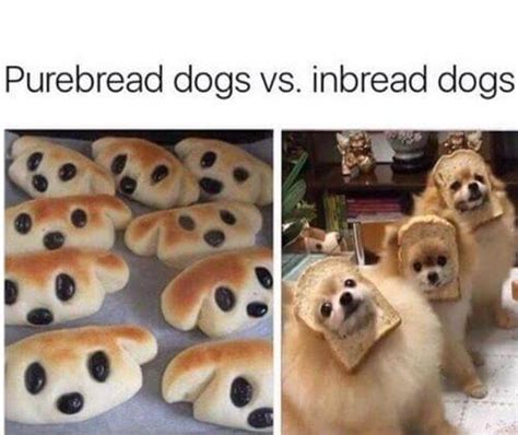 Having A Tiring Day Heres The Top 50 Dog Memes