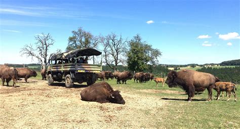 Safari Au Ranch Des Bisons Sites Incontournables Du Pays De Bitche