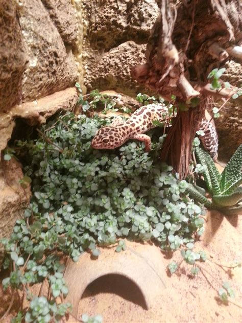 My Leopard gecko | Leopard gecko, Gecko habitat, Leopard gecko habitat
