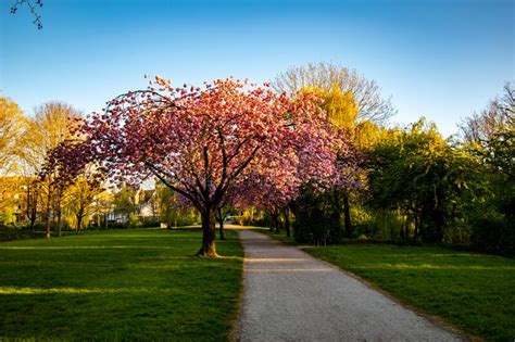 Scenic Springtime View Of A Park Path And Beautiful Cherry Tree In