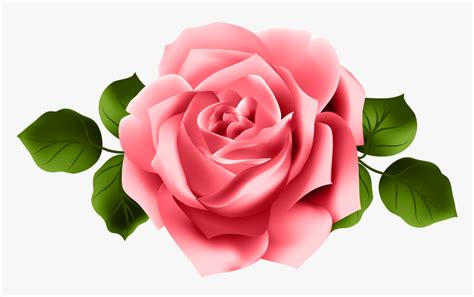 Rose Clip Art Pink And Red Roses Png Transparent Png Kindpng