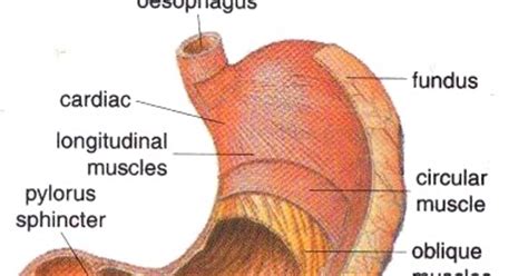 Muscles are all made of the same material, a type of elastic tissue (sort of like the material in a rubber band). 2013 Parts Of Stomach And Muscle That Compose The Stomach ...