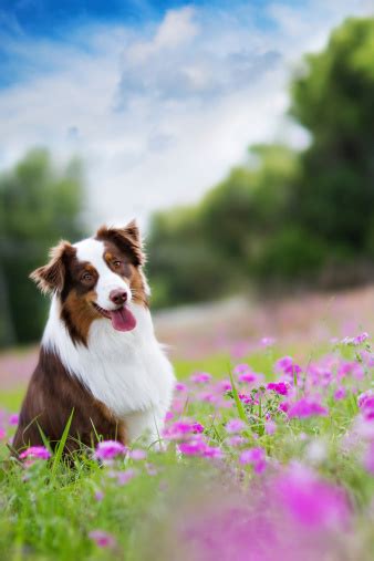 Dog Happy Australian Shepherd In A Flower Field Stock Photo Download