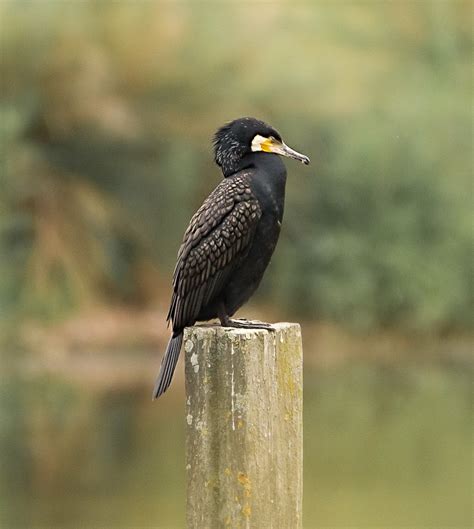 Kormoran Foto & Bild | natur, vögel, wildlife Bilder auf fotocommunity