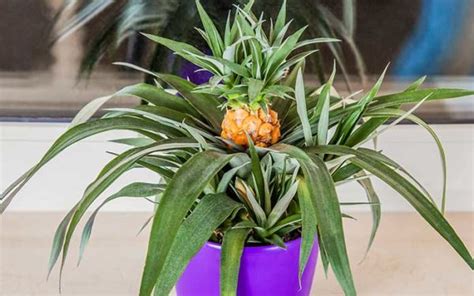 How To Grow Pineapples As Houseplants Todays Homeowner