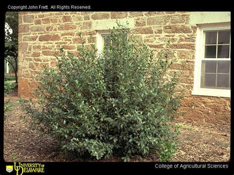 Grown for its evergreen foliage, leaves are narrowly oval and bronze in color maturing to a glossy dark green. Camellia sinensis aka tea! | Broadleaf evergreen, Growing ...