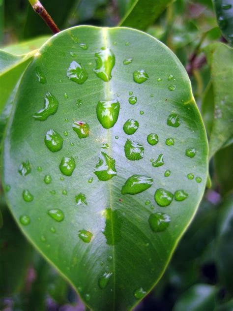 Green Leaves With Droplets Of Water Stock Image Image Of Drops