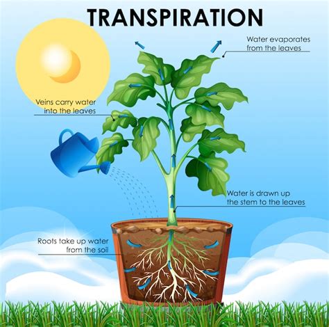 Diagrama que muestra la transpiración con plantas y agua. | Vector Gratis