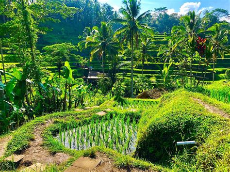 Tegalalang Rice Terrace Indonesia Anmeldelser Tripadvisor