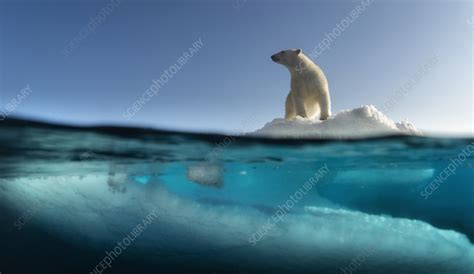 Polar Bear On Drifting Sea Ice Svalbard Norway Stock Image C055